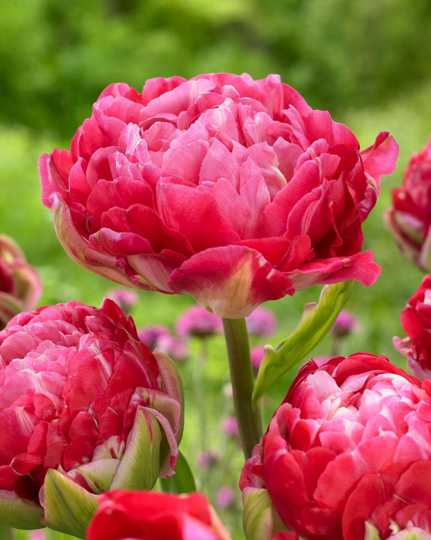 Tulip 'Double Sugar'