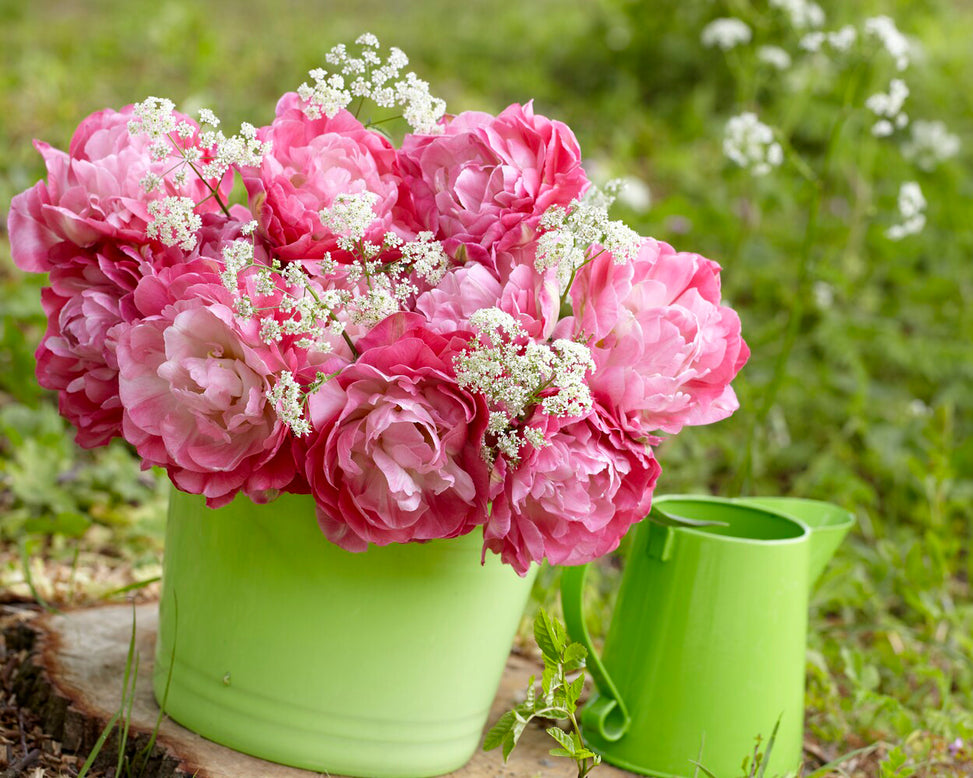 Tulip 'Double Sugar'