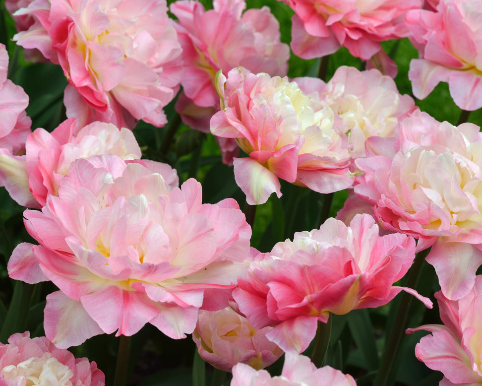 Tulip 'Double Sugar'