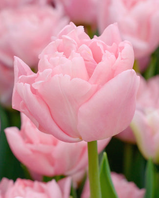Tulip 'Dreamer' Tulip 'Dreamer'