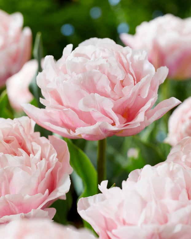 Tulip 'Dreamer'