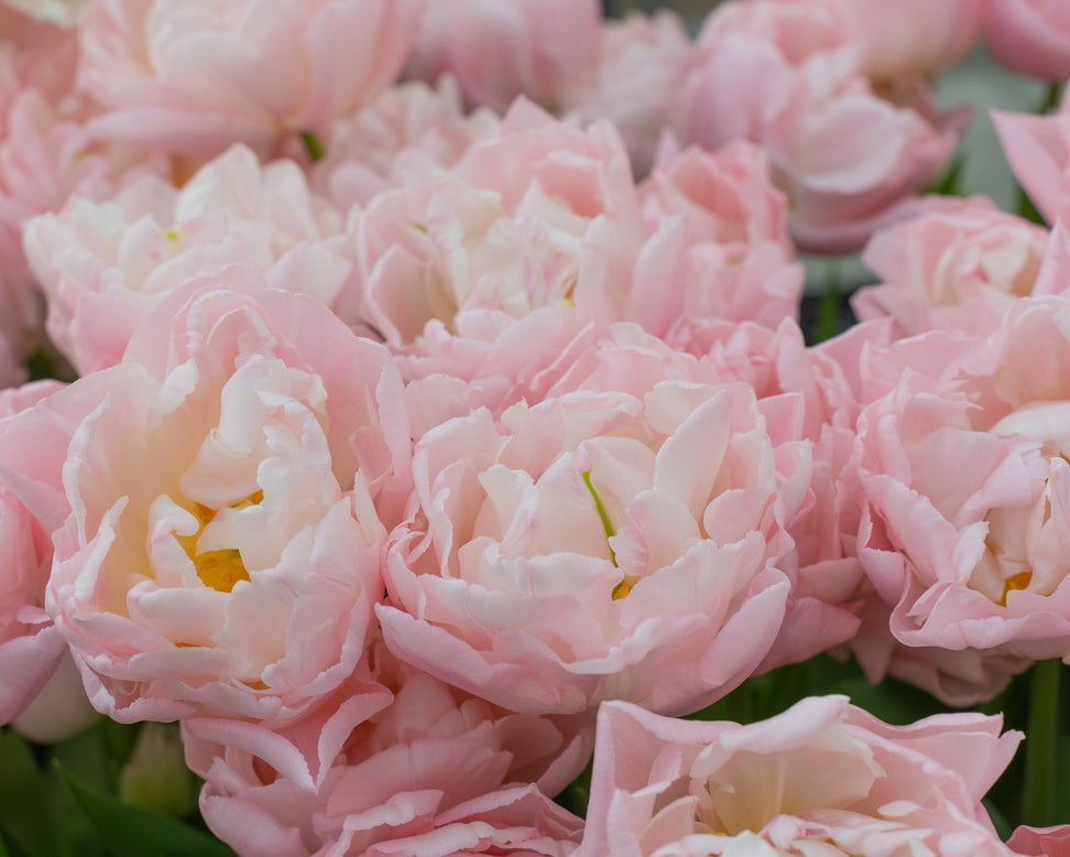 Tulip 'Dreamer'