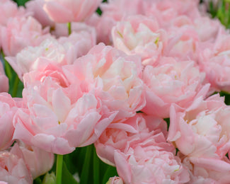 Tulip 'Dreamer' Tulip 'Dreamer'