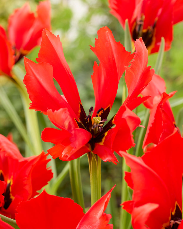 Tulip 'Exotic Bird'