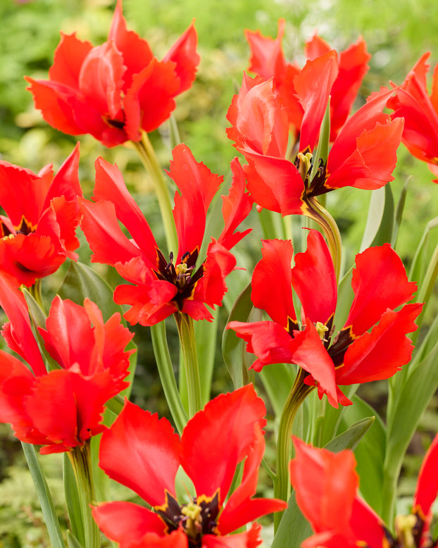 Tulip 'Exotic Bird'