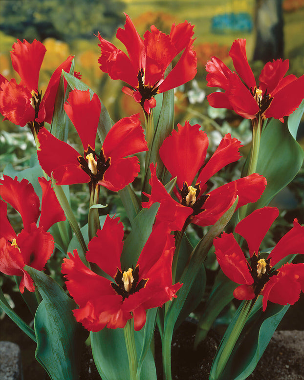 Tulip 'Exotic Bird'