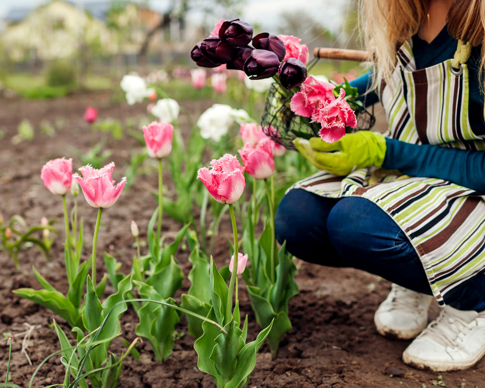 Tulip 'Fancy Frills'