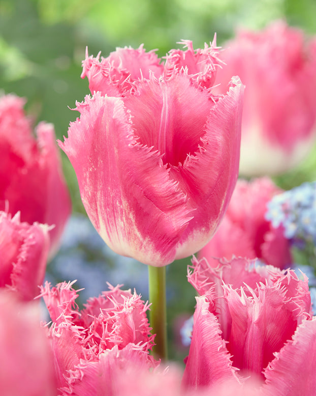 Tulip 'Fancy Frills'