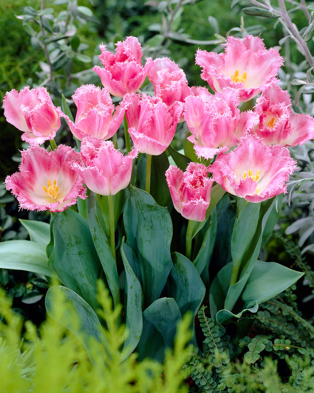 Tulip 'Fancy Frills'