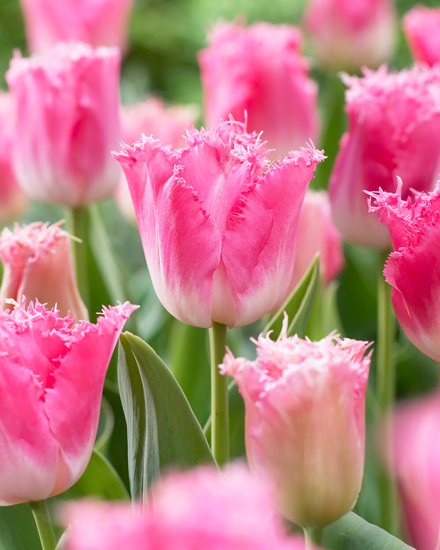 Tulip 'Fancy Frills'