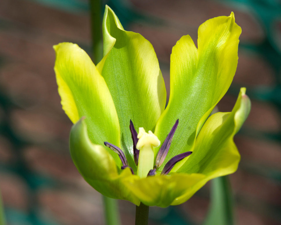 Tulip 'Formosa'