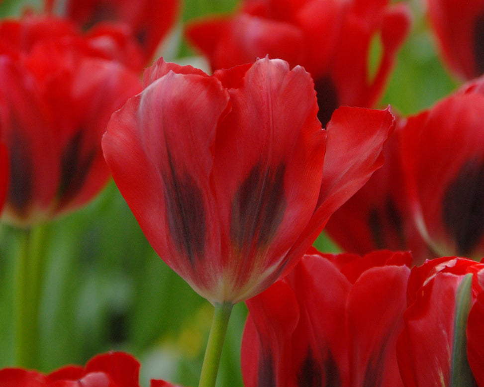 Tulip 'Formosa Red'