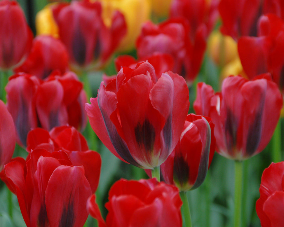 Tulip 'Formosa Red'