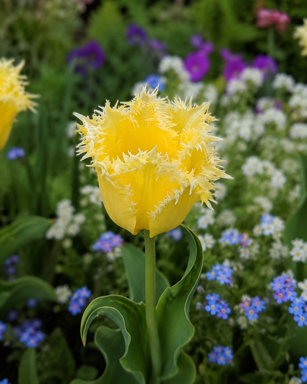 Tulip 'Fringed Lady'