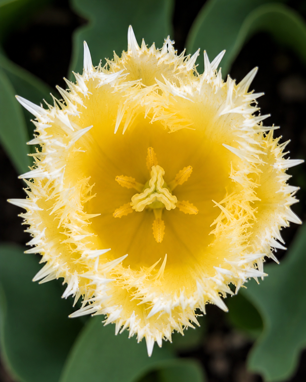 Tulip 'Fringed Lady'