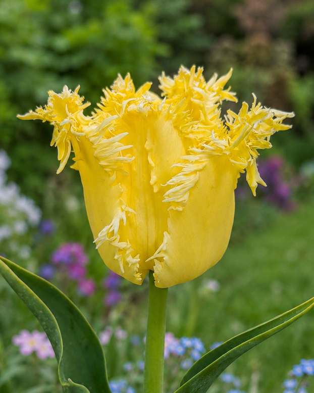 Tulip 'Fringed Lady'