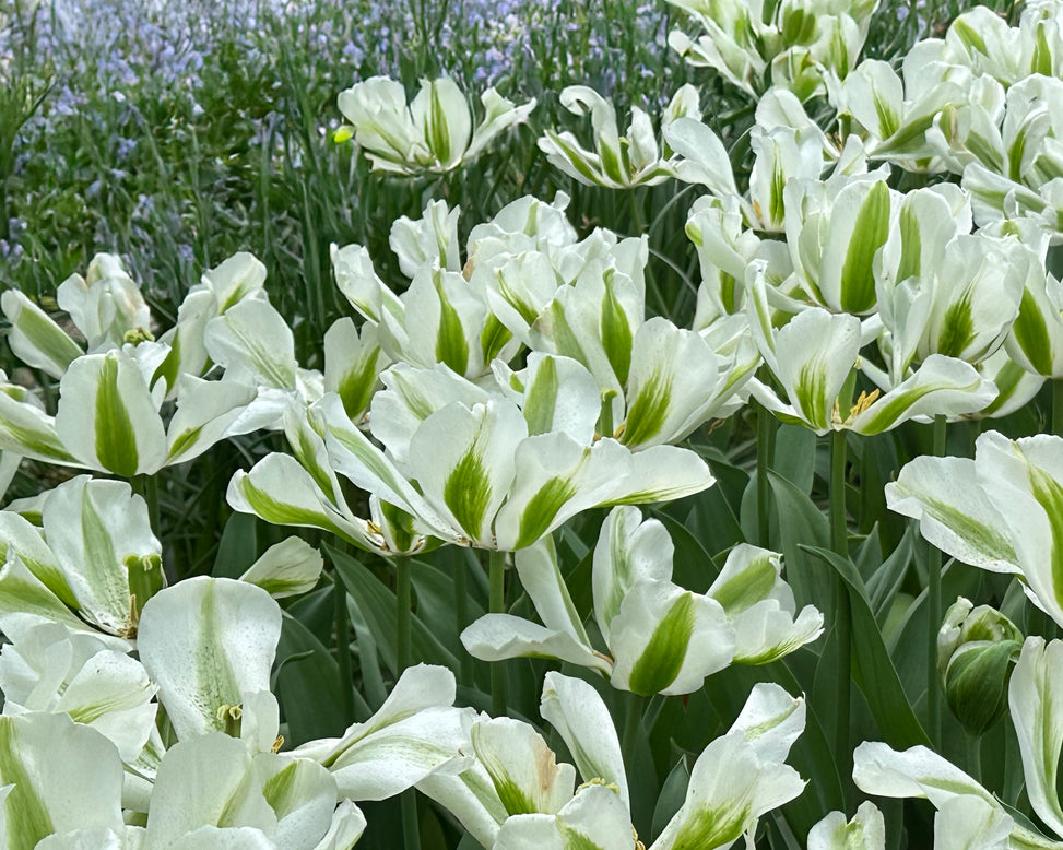 Tulip 'Green Day'