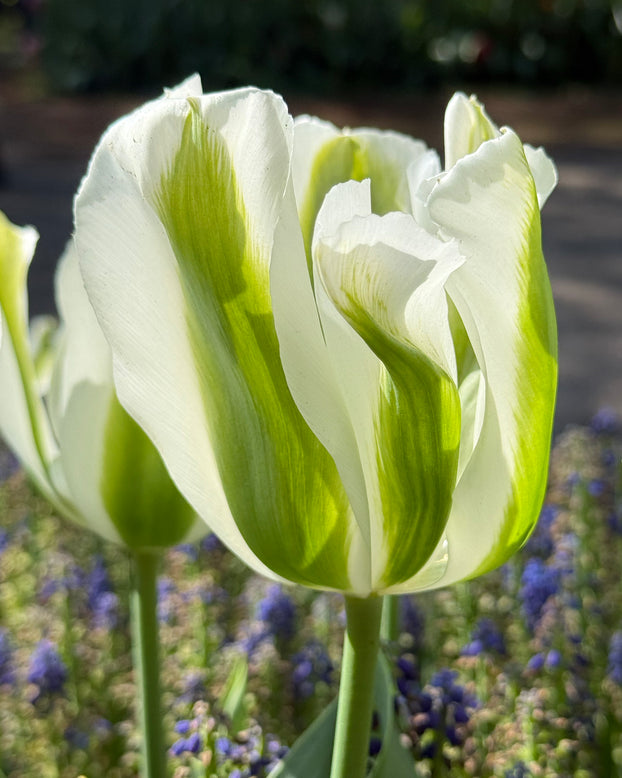 Tulip 'Green Day'