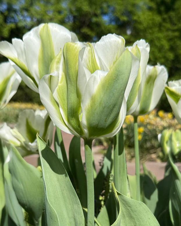 Tulip 'Green Day'