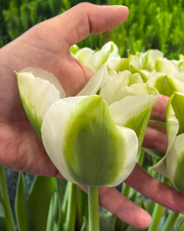Tulip 'Green Day'