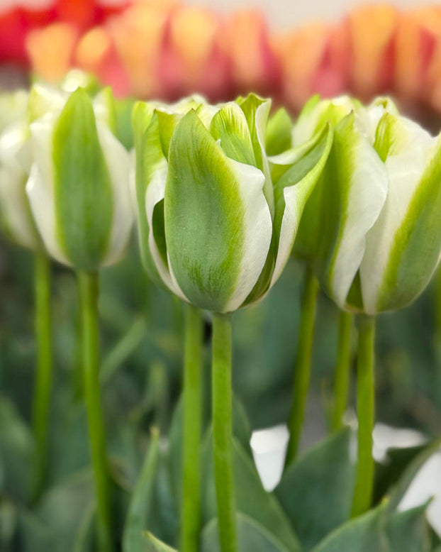 Tulip 'Green Day'