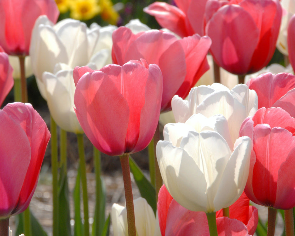 Tulip 'Hakuun'