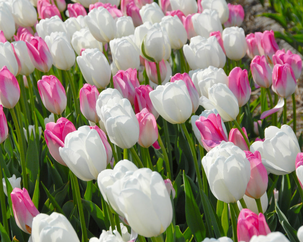 Tulip 'Hakuun'