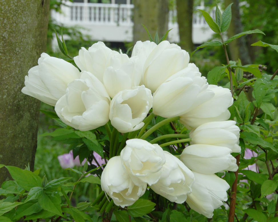 Tulip 'Hakuun'