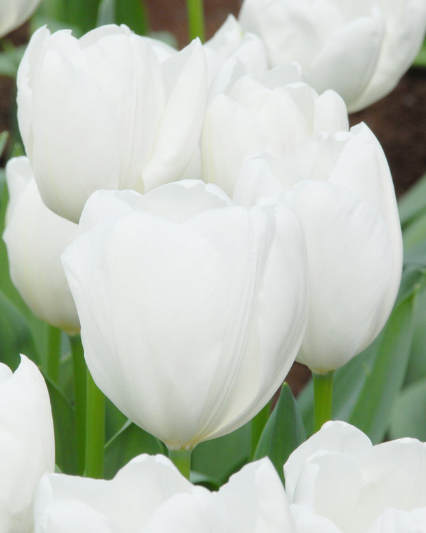 Tulip 'Hakuun'