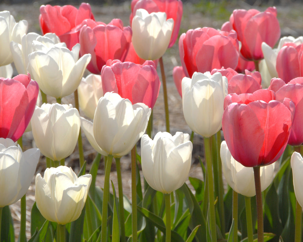 Tulip 'Hakuun'