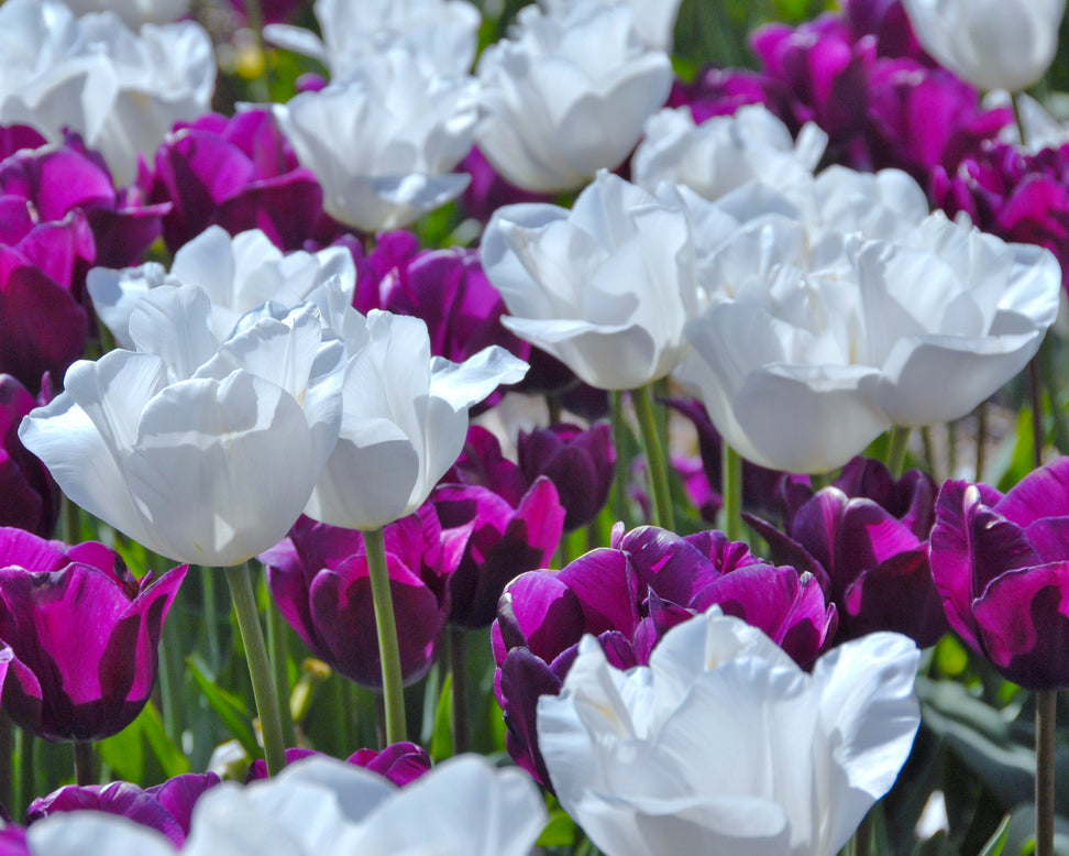 Tulip 'Hakuun'