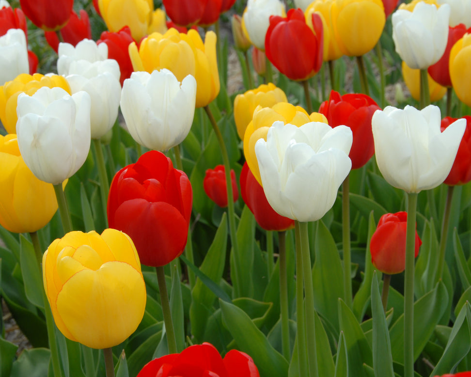 Tulip 'Hakuun'