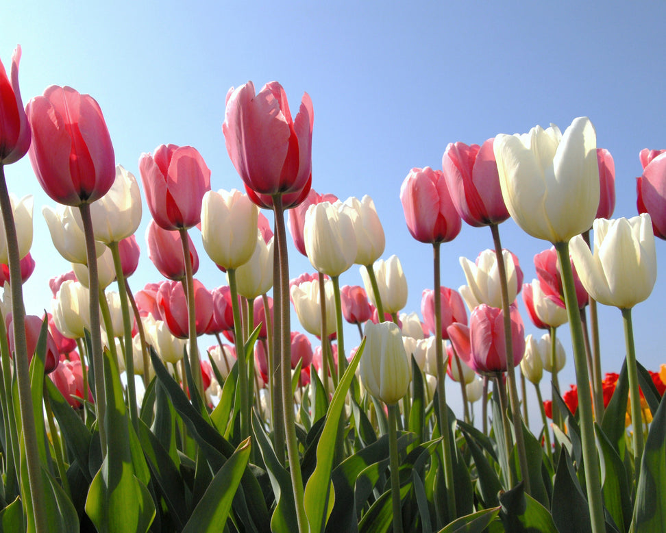 Tulip 'Hakuun'