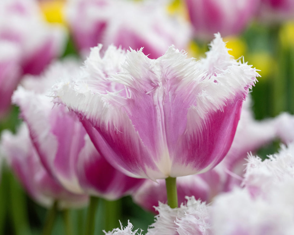 Tulip 'Hawaii'