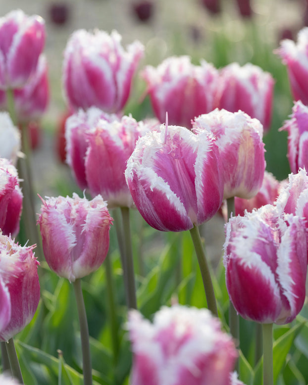 Tulip 'Hawaii'