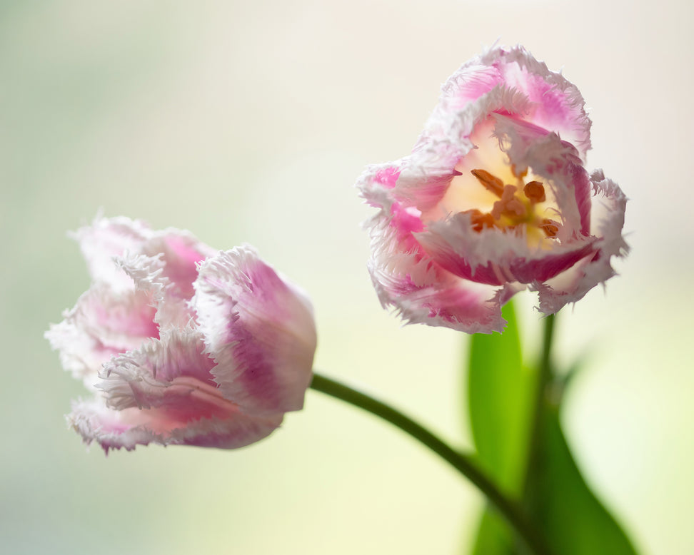 Tulip 'Hawaii'