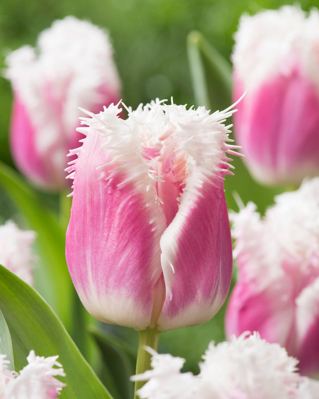 Tulip 'Hawaii'