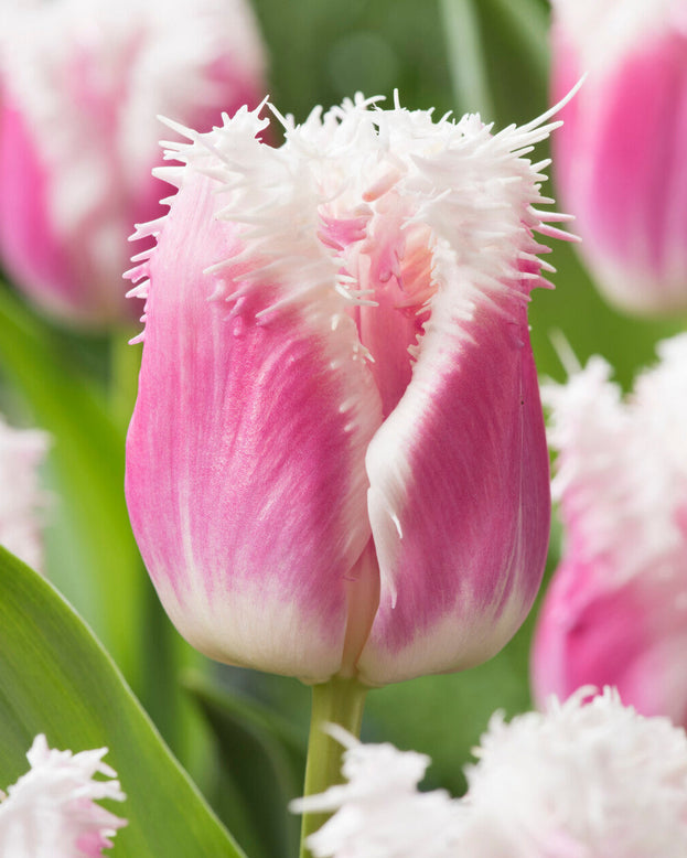 Tulip 'Hawaii'