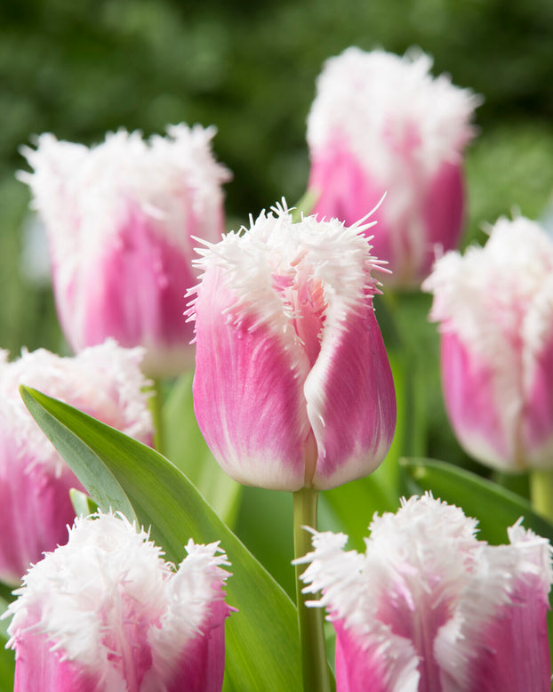Tulip 'Hawaii'