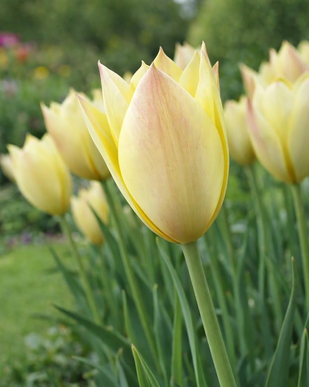 Tulip 'Honky Tonk'