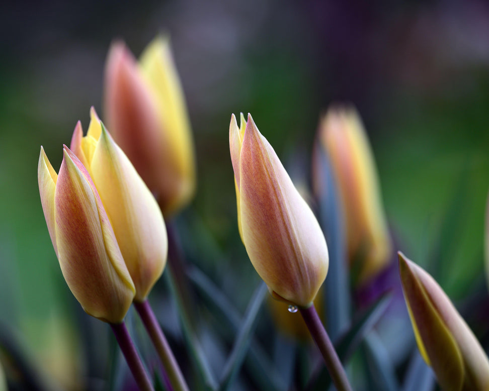 Tulip 'Honky Tonk'