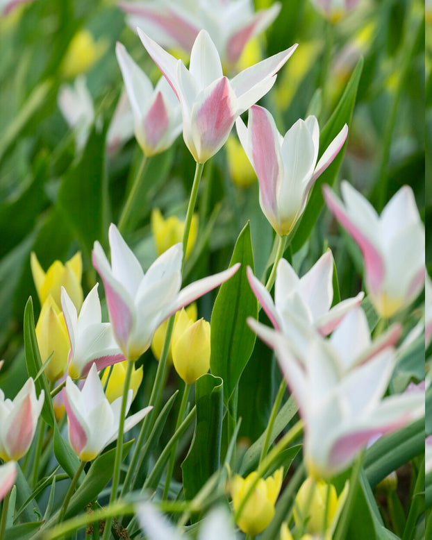 Tulip 'Honky Tonk'