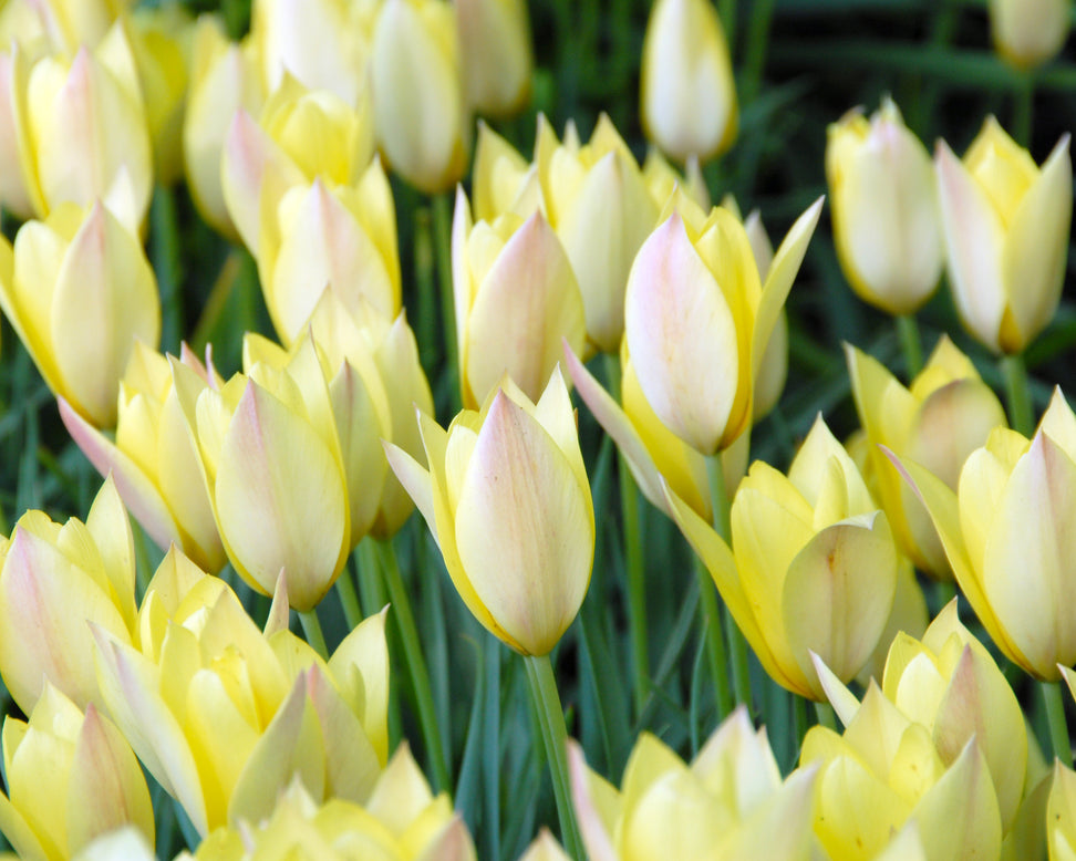 Tulip 'Honky Tonk'