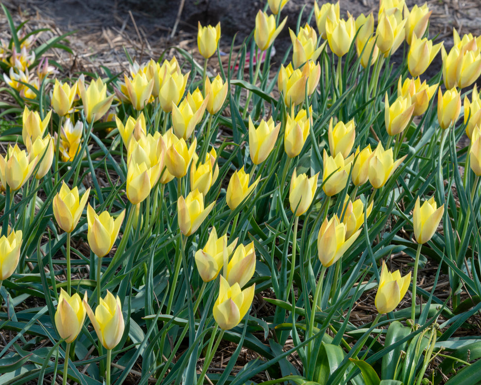 Tulip 'Honky Tonk'