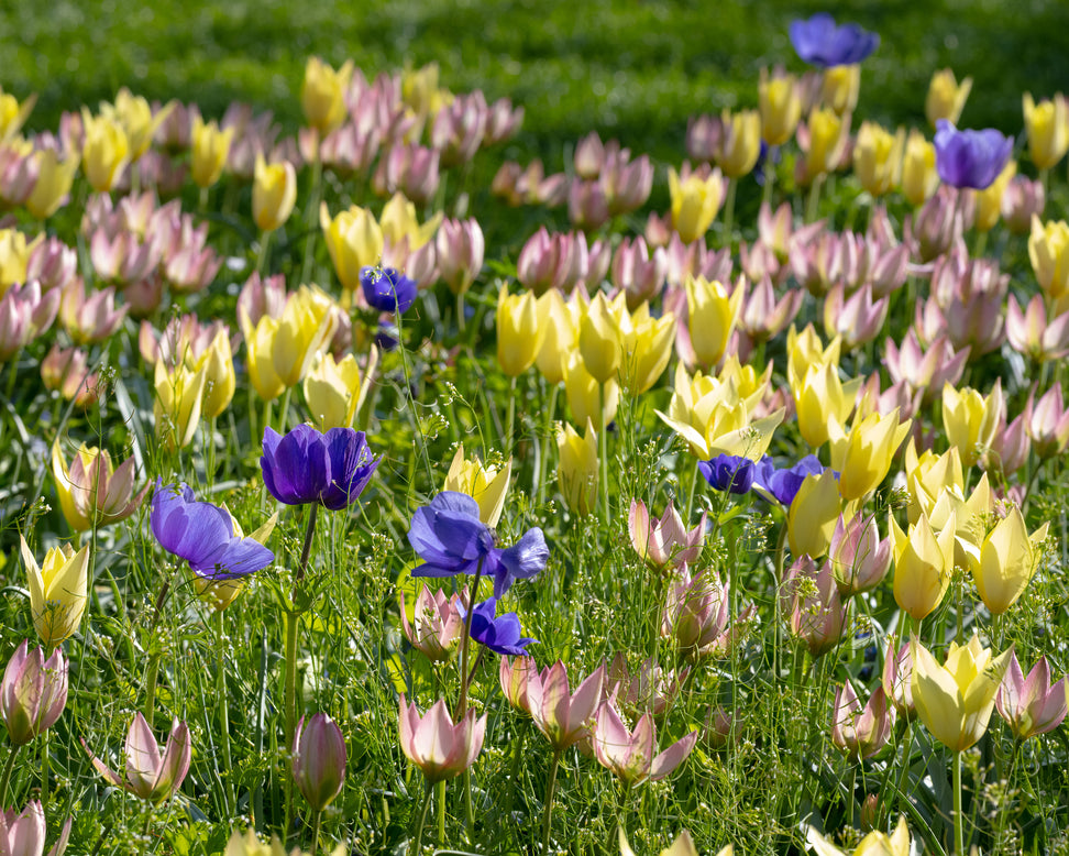 Tulip 'Honky Tonk'