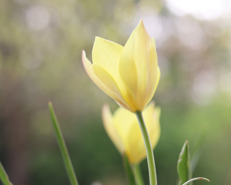 Tulip 'Honky Tonk'