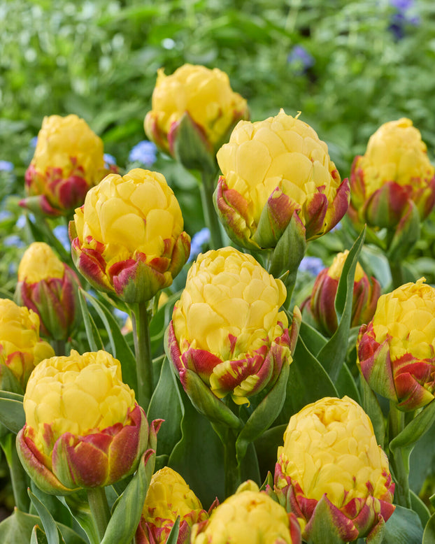 Tulip 'Ice Cream Lemon'