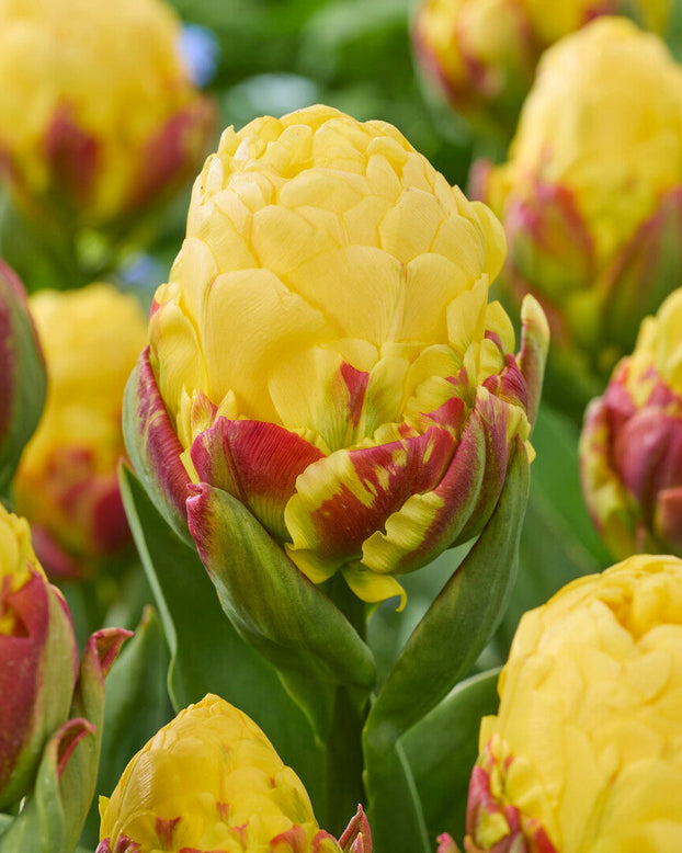 Tulip 'Ice Cream Lemon'