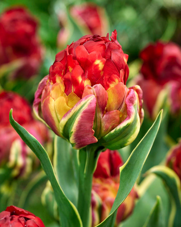Tulip 'Ice Cream Sorbet'