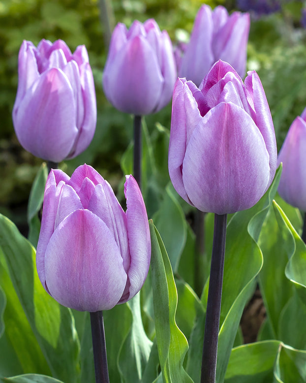 Tulip 'Jacuzzi'